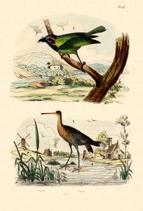Barbet, 1833-39 by French School
